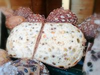 Slow Food Wintermarkt (c) maic Bild 7.jpg